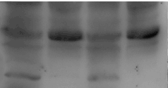 ?Caspase-1 Rabbit Polyclonal   Antibody?