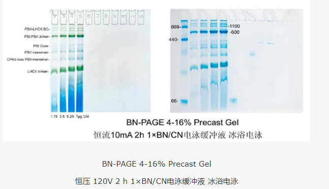 3-12%RealPAGE Native BN/CN 預(yù)制膠(U型板，通用型，12孔)